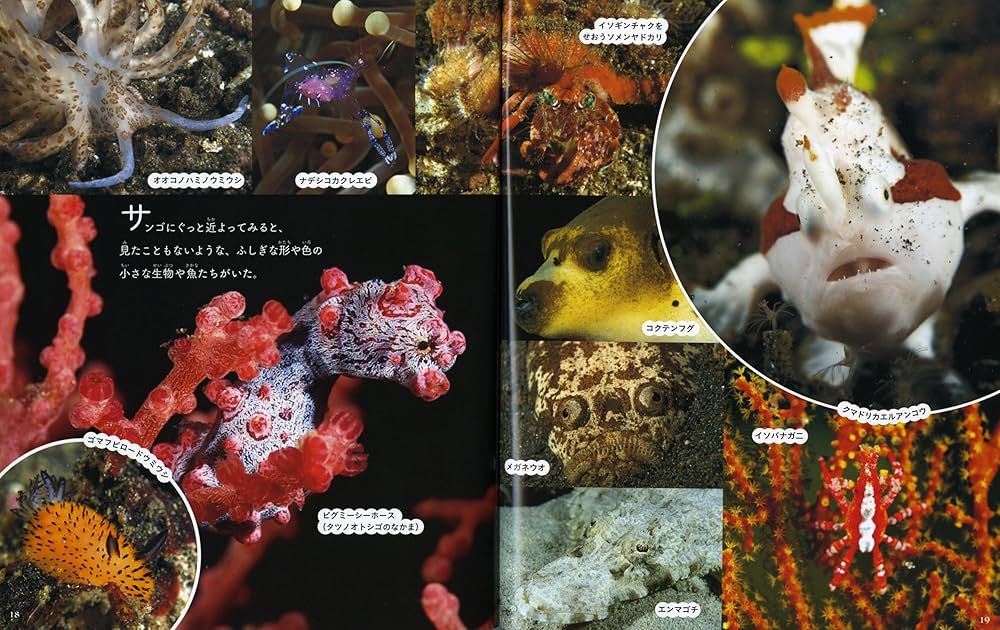 Amazon.co.jp: サンゴの海 : 長島 敏春, 長島 敏春: 本 Amazon.co.jp: サンゴの海 : 長島 敏春, 長島 敏春: 本